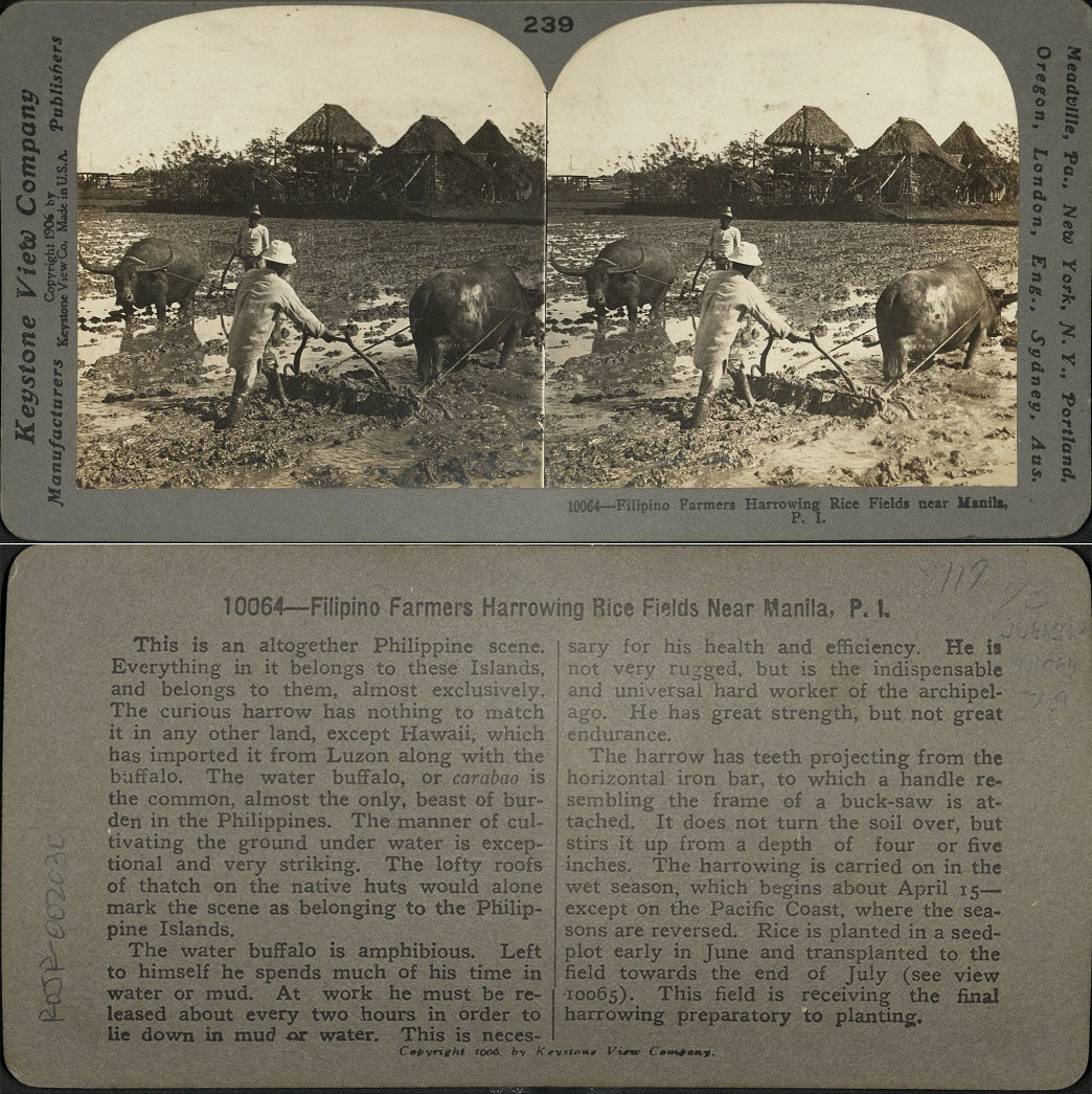 Filipino Farmers Harrowing Rice Fields near Manila, P. I.